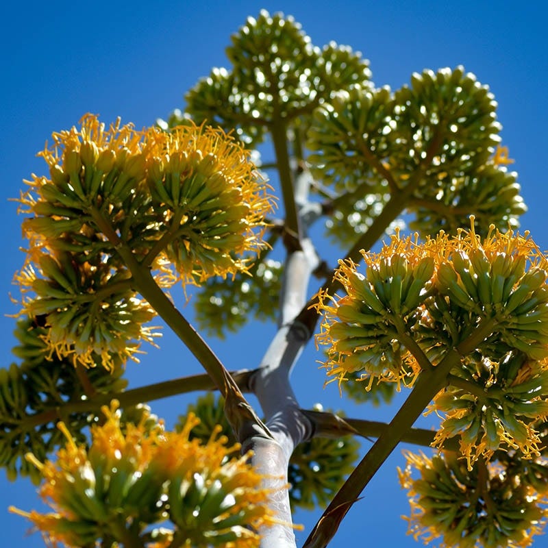 golden agave Golden Flowered Century Plant, Agave chrysantha Sedona