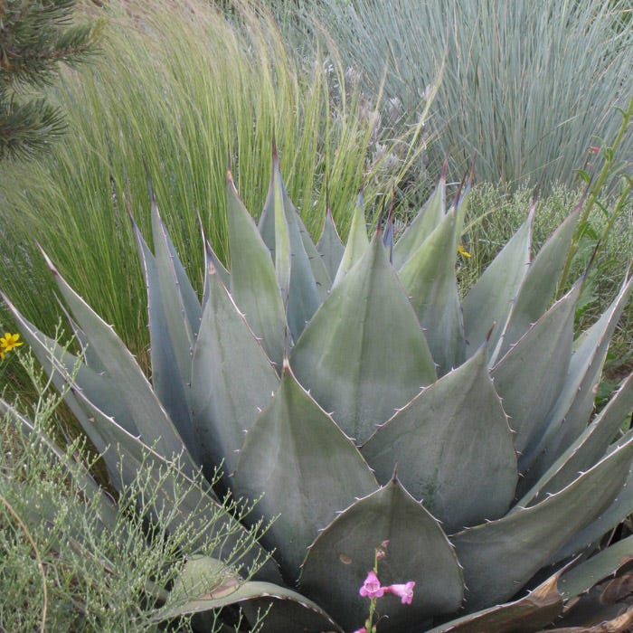 Havard's Century Plant (Agave)