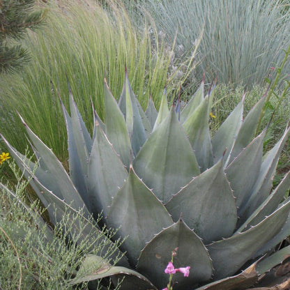 Havard's Century Plant (Agave)