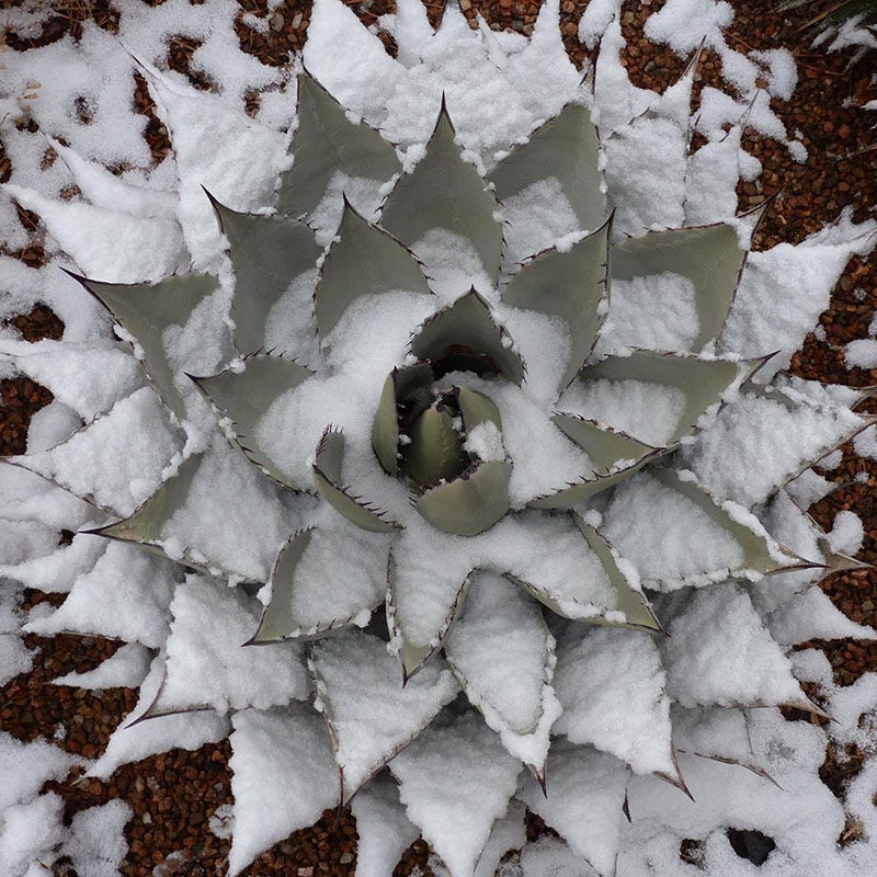 Havard's Century Plant (Agave)