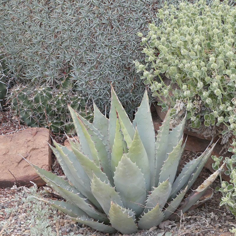 Agave parryi, Parry's Century Plant, Flagstaff form | High Country