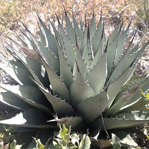 New Mexico Century Plant, Agave