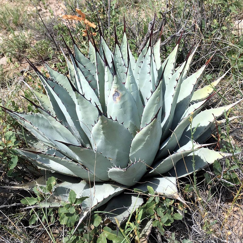 New Mexico Century Plant (Agave)