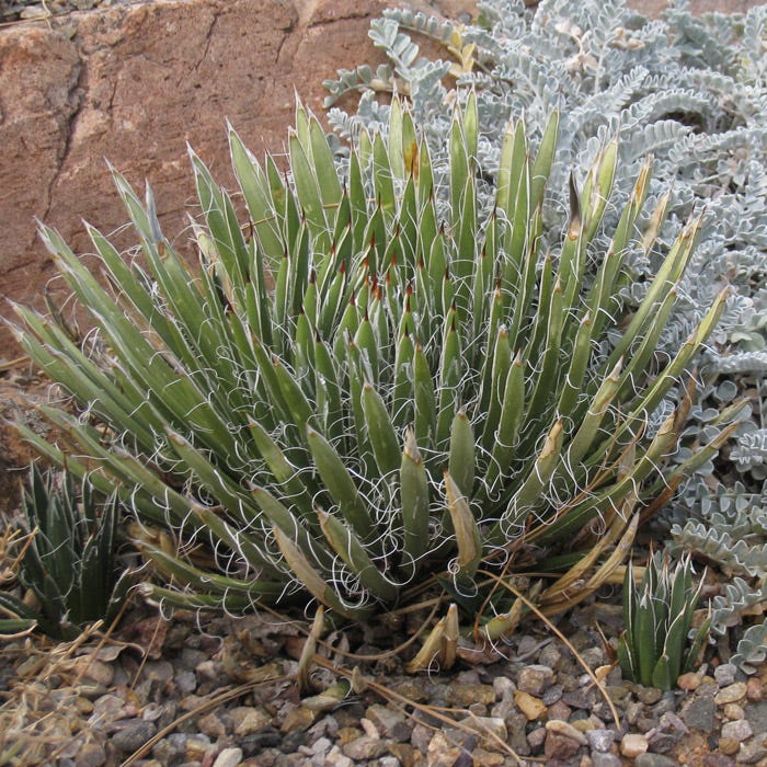 Miniature Century Plant (Agave)