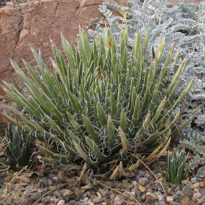 Miniature Century Plant (Agave)