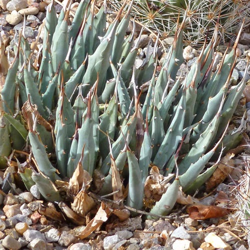 Utah Century Plant Beaver Dam Mountains Form (Agave)