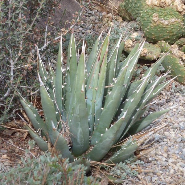 Kaibab Plateau Century Plant (Agave)