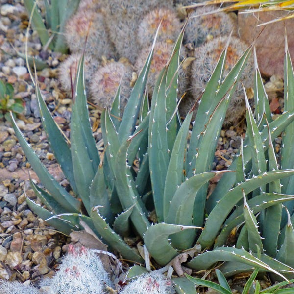 Agave utahensis Peach Springs AZ , Peach Springs Century Plant