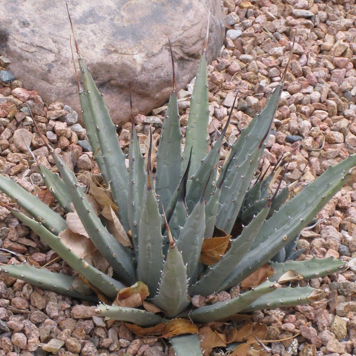 agave-utahensis-peach-springs-
