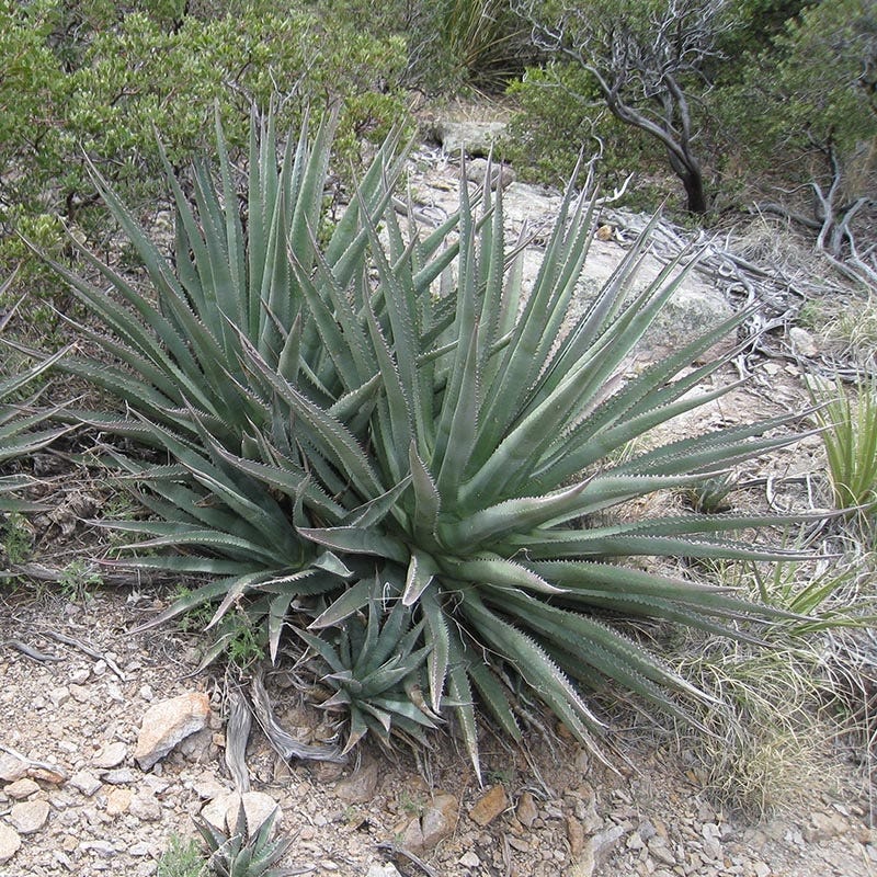 Golden Flowered Century Plant, Agave chrysantha Sedona