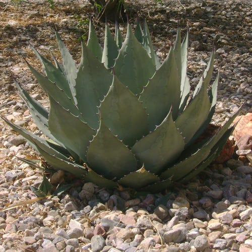 Havard's Century Plant (Agave)