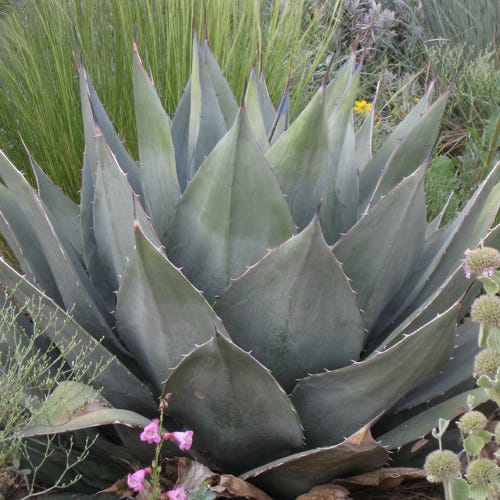 Havard's Century Plant (Agave) - Thumbnail 3