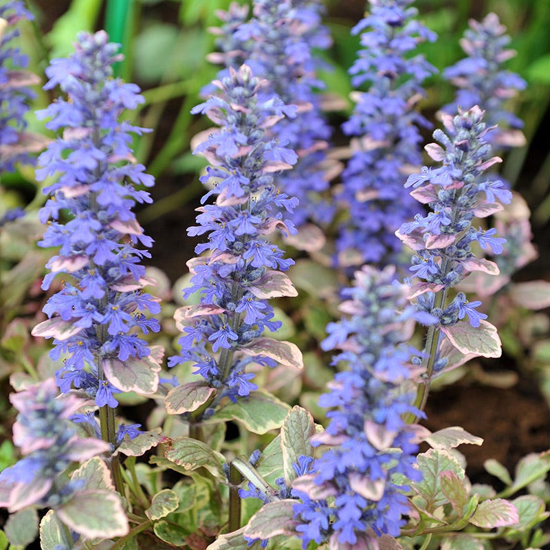 Silver Queen Ajuga