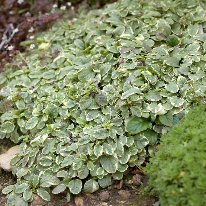 Silver Queen Ajuga