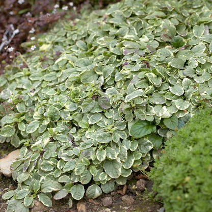 Silver Queen Ajuga