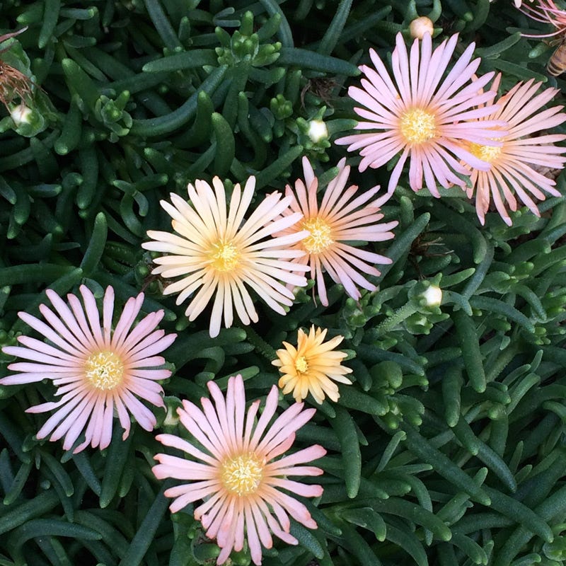 Alan's Apricot Ice Plant