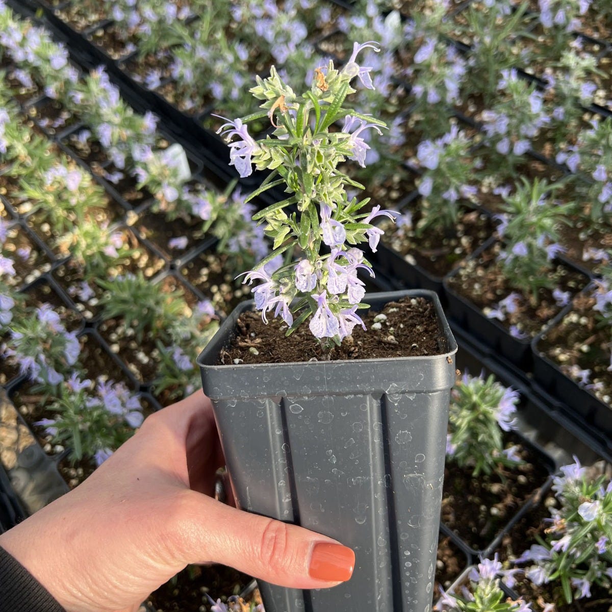 cold hardy potted plants Alcalde Cold Hardy Rosemary, Rosmarinus officinalis