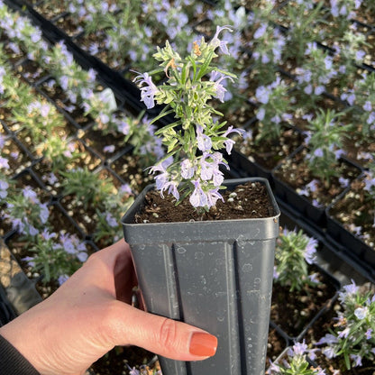 Alcalde Cold Hardy Rosemary