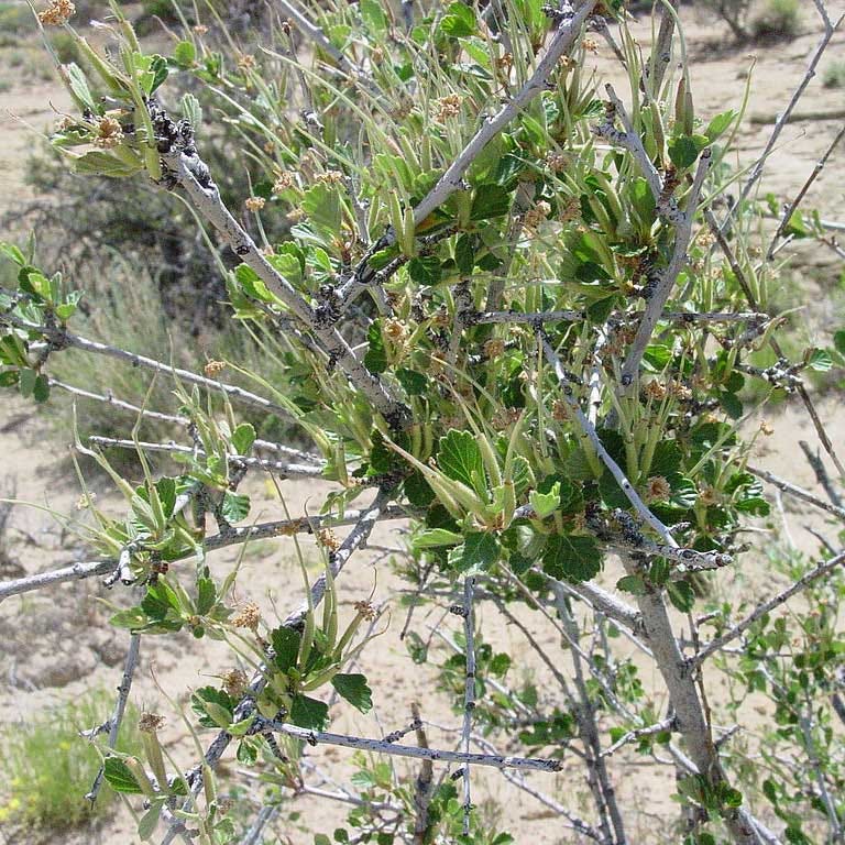 Alderleaf Mountain Mahogany (Cercocarpus)