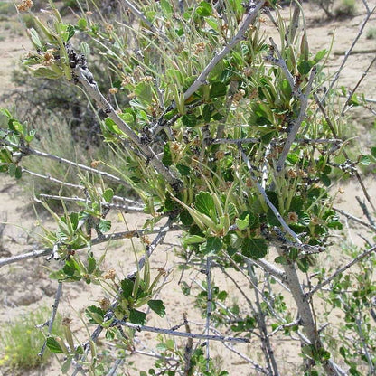 Alderleaf Mountain Mahogany (Cercocarpus)