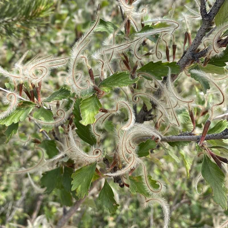 Alderleaf Mountain Mahogany (Cercocarpus)