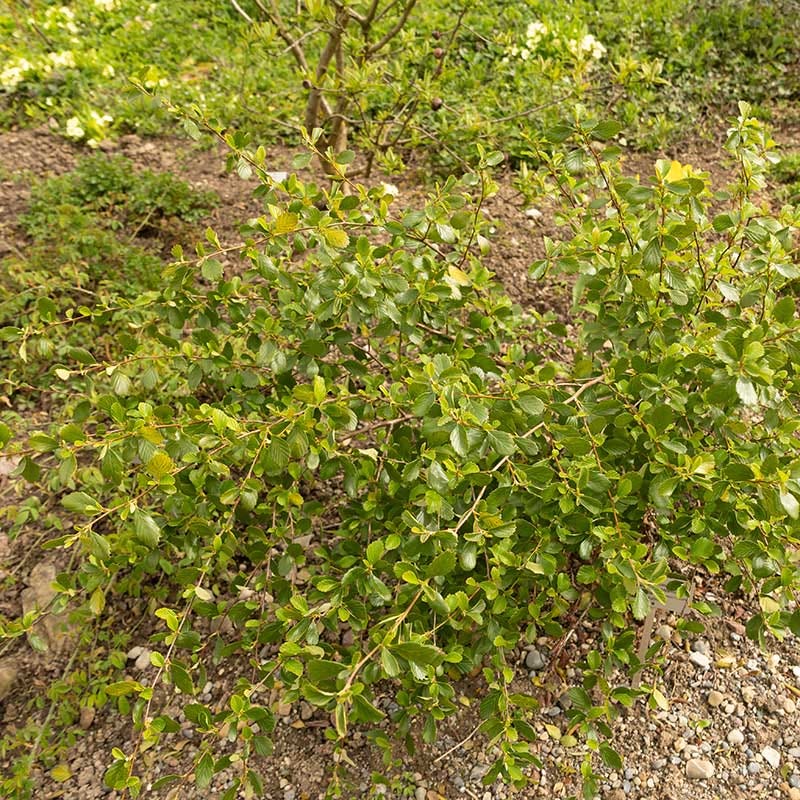 Alderleaf Mountain Mahogany (Cercocarpus)