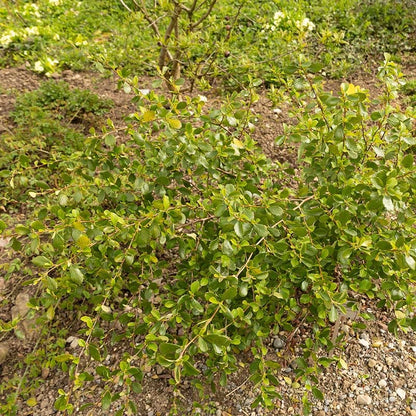Alderleaf Mountain Mahogany (Cercocarpus)