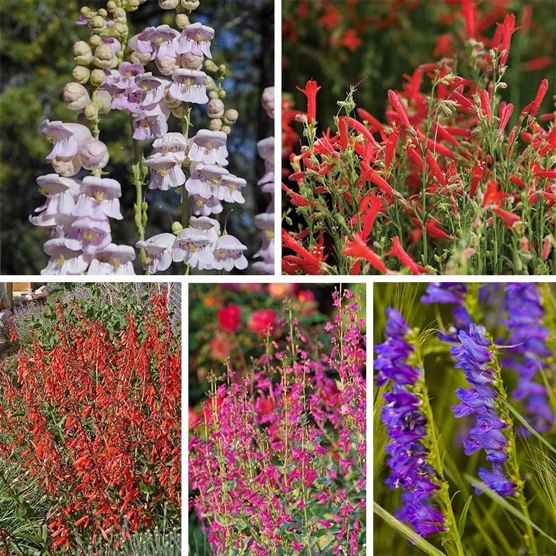 All Star Penstemon Collection