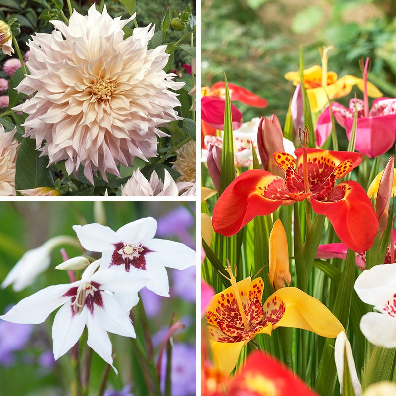 Allergy Friendly Flower Bulb Collection