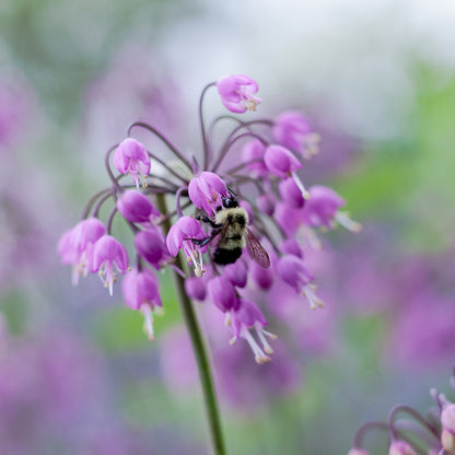 Nodding Onion (Allium)