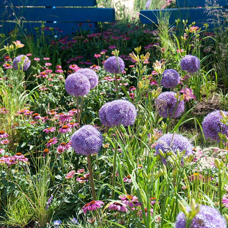 plant alliums in pots Globemaster Allium Bulbs | Globemaster Ornamental Onion