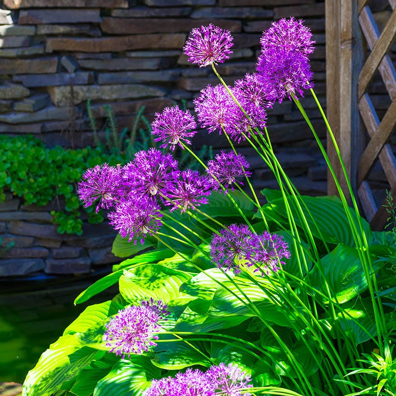 allium ☆ Serendipity Allium | Plant Addicts