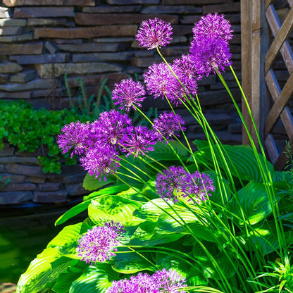 Purple Sensation Allium