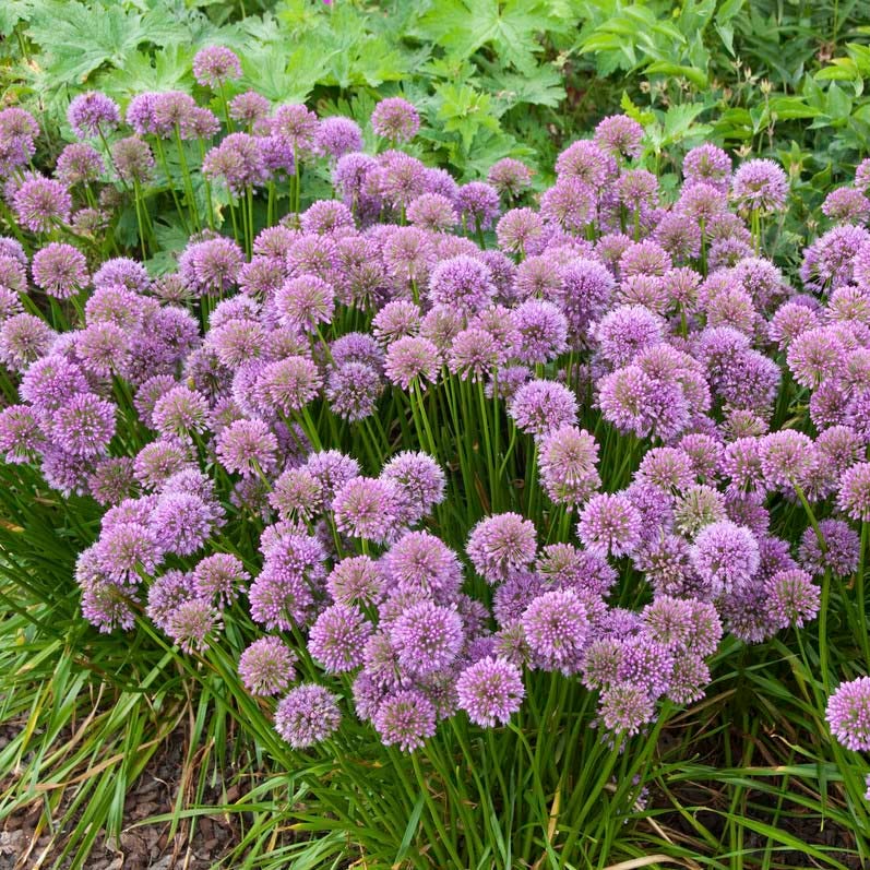 Allium Millenium, Millenium Ornamental Onion | High Country Gardens