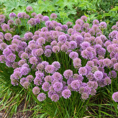 Allium Millenium