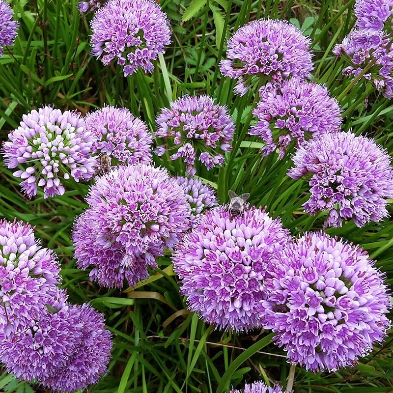 Allium Millenium