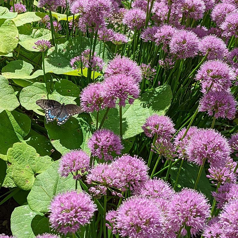 Allium Millenium