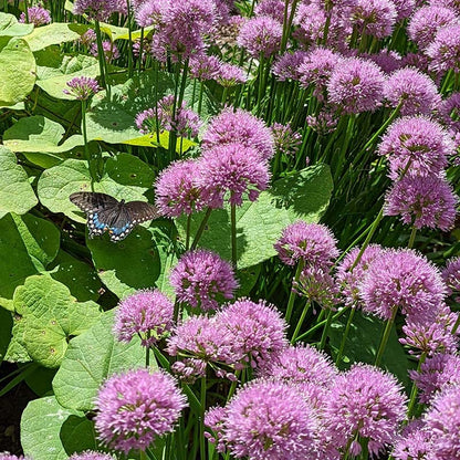 Allium Millenium