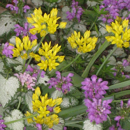 Jeannine Yellow Allium