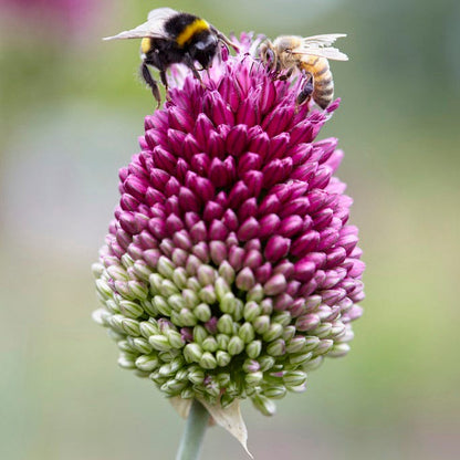 Spring Is In The Air Bulb Collection