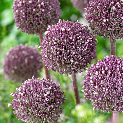 Summer Drummer Allium