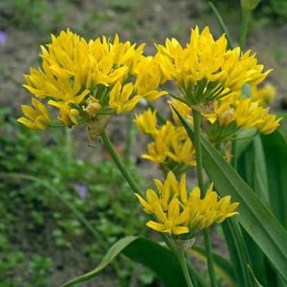 Jeannine Yellow Allium