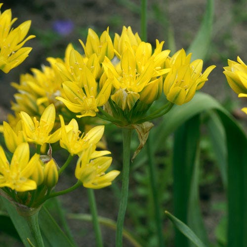 Jeannine Yellow Allium
