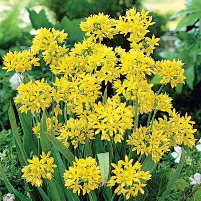 Jeannine Yellow Allium