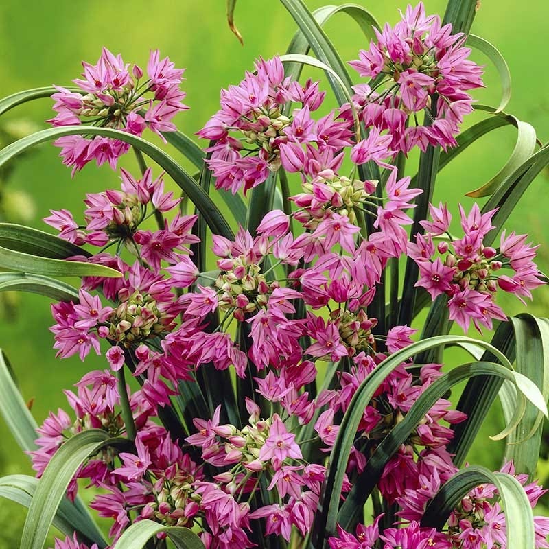 Pink Allium