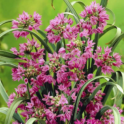 Pink Allium
