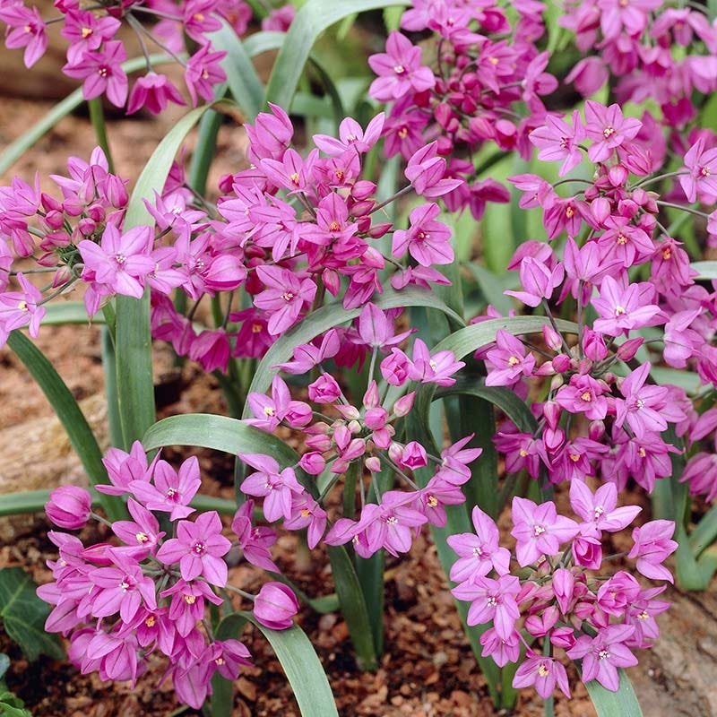 Pink Allium - Thumbnail 4