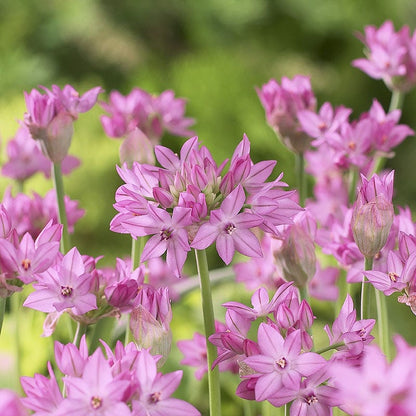 Pink Allium