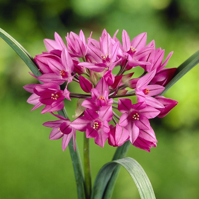 Pink Allium