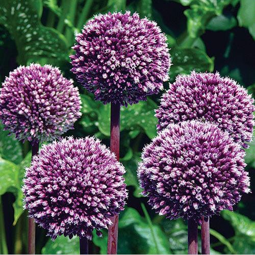 Summer Drummer Allium